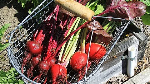 Everyone Can Grow A Garden (2018) #11: Beets/Swiss...