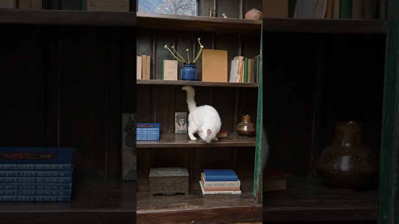 A cute cat stuck! 😟 Cute Pet Videos – 24 #youtubeshorts #shortvideos  #shorts #short #cutecat