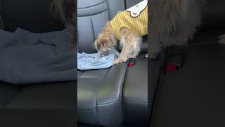 Tuffy Eats Beef