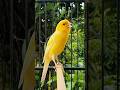 Animals Life Cast Video Birds Sound Birds Animals Canary Funnyanimals Animals Life Cast Video Birds Sound Birds Animals Canary Funnyanimals