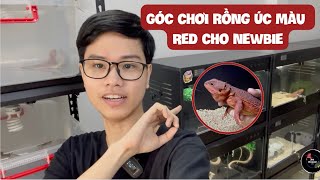 [Ep 3] Góc chơi rồng Úc màu Red dành cho các bạn newbie tiếp cận/ Red bearded dragons for newbie