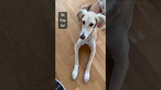 My smarty Saluki #dog #dogshorts #smartdog #funnydog #cutedog #saluki #dogmodel #doginfluencer