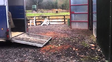 Palomino pony loading over and over
