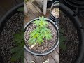 veggin