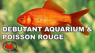 Débutant aquarium et poisson rouge