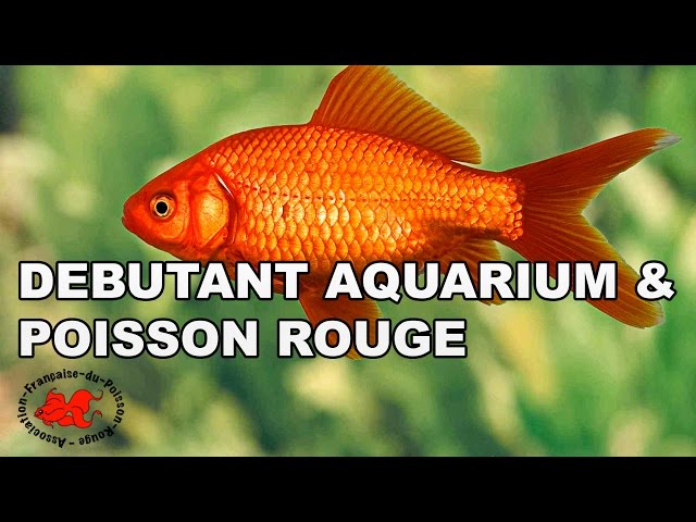 Installer un aquarium pour poisson rouge pour débutant ✓ 