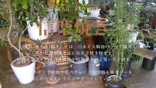 「信楽焼き」特別インタービュー歴史、特徴オンラインで花や植木鉢とセットで