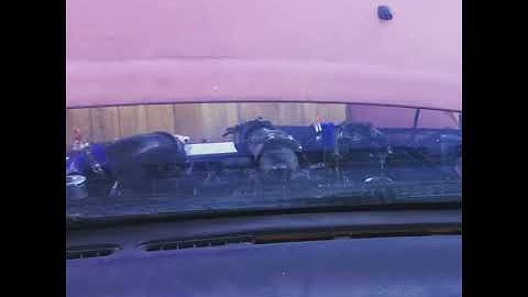 Two step/ Flat shift Haltech elite Aux rev limiter