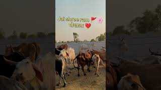 like subscribe 🙏 #trending #cow #gaushala #viralvideo #viral #youtubeshorts #youtube #jaishreeram