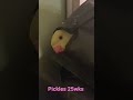 Indian Ringneck Parrot HIDING! "Pickles" 25wks