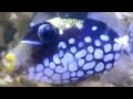 AQUARIUM LAUT #trigger #aquarium #aquariumairlaut #nemo #reeftank #marinefish #short #youtubeshorts