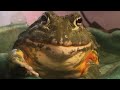 Pixie frog african bullfrog croaking part 3 adult croak