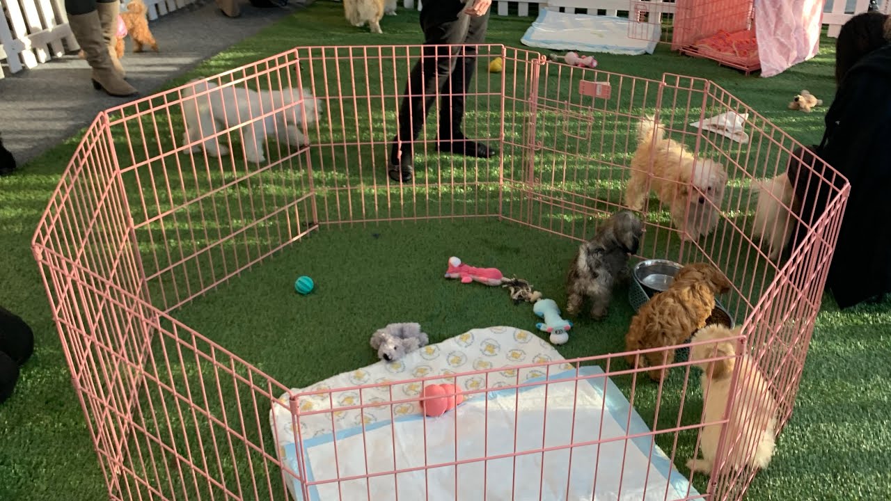 Cute puppies. PlayTime YouTube