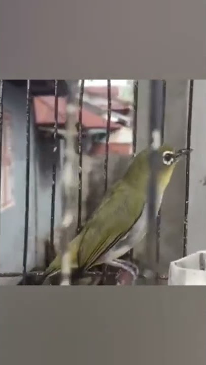 pleci palas Borneo ( KALIMANTAN)