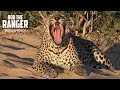 Leopards mighty roar