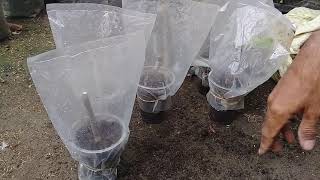 Cara stek batang pohon tin dengan mudah dijamin 100% tumbuh akar dan tunas