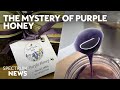 The Only Place In The World You Can Find Purple Honey The Only Place In The World You Can Find Purple Honey