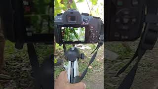 my Lumix G85 Camera #lumixg85