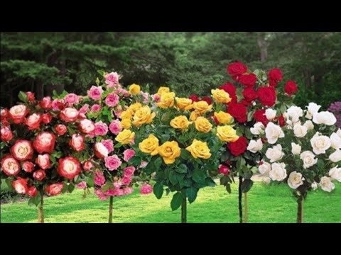 Video: Najbolje ruže Austina: fotografija, sorte, opis