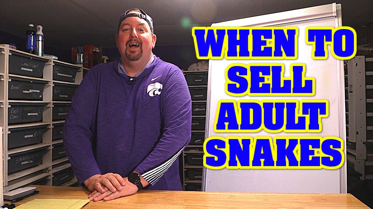 when-should-you-sell-adult-ball-pythons-youtube