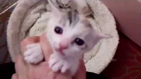 Video 1304701: japanese bobtail kittens born, kittens litter