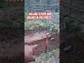 Digging A Pool/Dugout in the woods Pt3 #yeshuainthewoods #garden #gardening #water #YeshuaInTheWoods