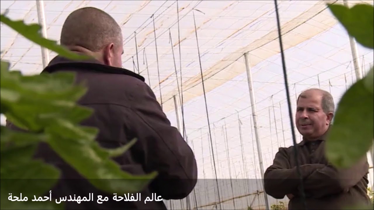 انتاج الخضروات المبكرة من بسكرة - عالم الفلاحة مع المهندس أحمد ملحة
