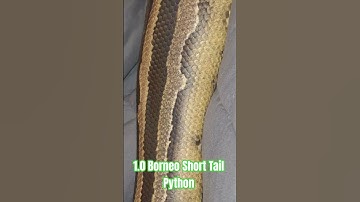 1.0 Borneo Short Tail Python #borneo #short #tail #python #shorts #snake #shortvideo #shortsfeed