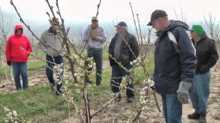 Download Lagu Pruning young spindle Gisela cherry trees MP3