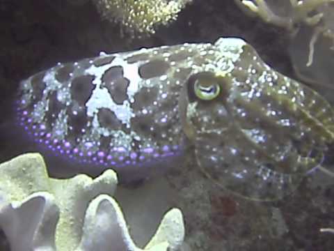 Thumb of Cuttlefish video