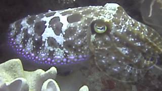 Cuttlefish performance