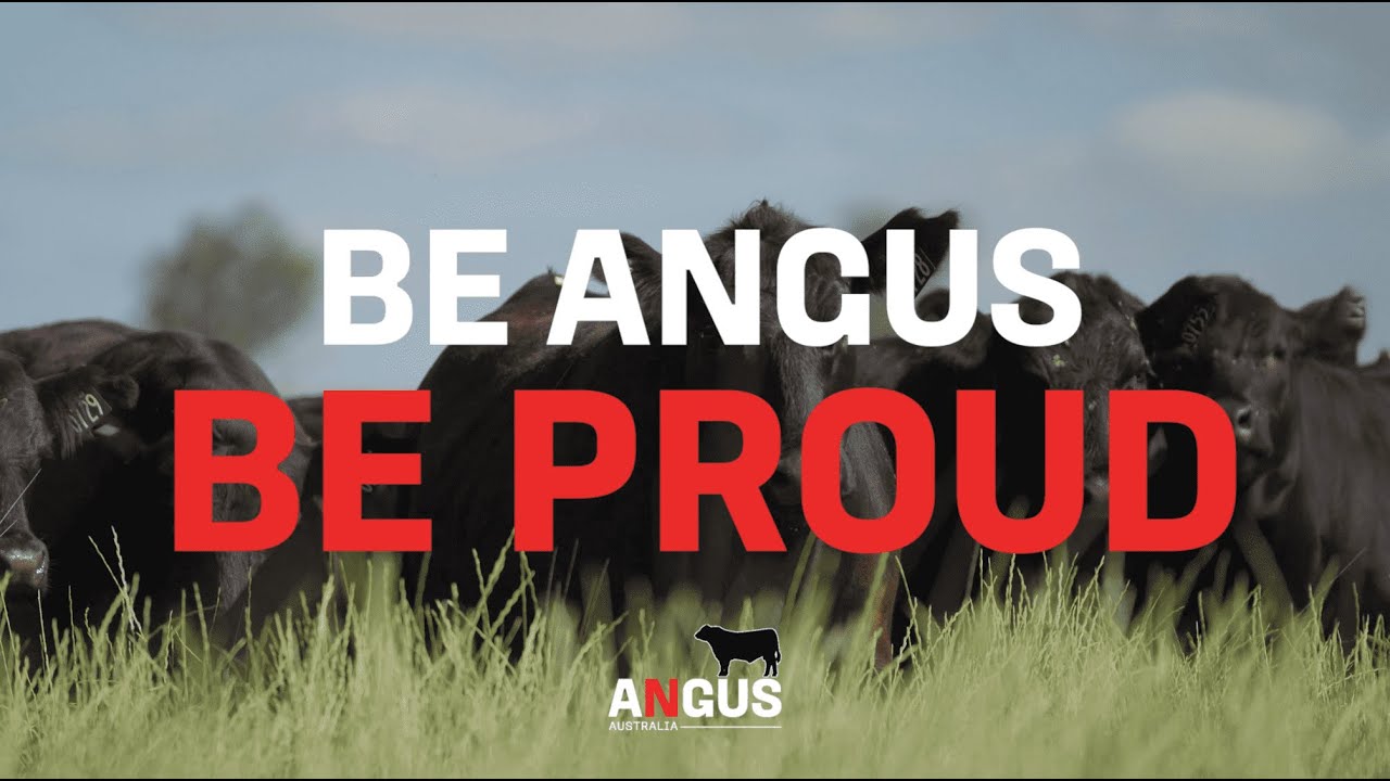 Geoff Birchnell’s 3R Angus Journey at Lloma | Be Angus Be Proud