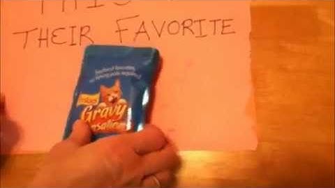 Classical Conditioning Cats!