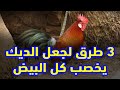بيض مخصب 100% 3 طرق لجعل الديك يخصب كل البيض مجربة ومضمونة البيض عندك هيبقى كله مخصب الطرق من البيت