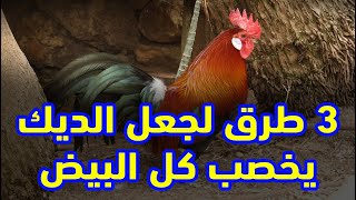 بيض مخصب 100% 3 طرق لجعل الديك يخصب كل البيض مجربة ومضمونة البيض عندك هيبقى كله مخصب الطرق من البيت