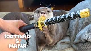 カワウソコタローとハナ あの手この手で遊んでもらおうとする父ちゃん　Otter Kotaro&Hana Got a Samurai Sword