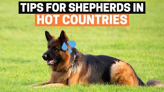 Can German Shepherds Live in Hot Weather?