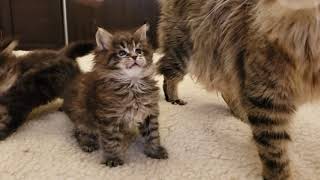 КОТЕНОК ПОРОДЫ МЕЙН КУН - PENELOPE KRUZ  😻 КОТЯТА ИГРАЮТ by Like Cats Maine coon & Scottish fold 5,405 views 4 years ago 1 minute, 26 seconds