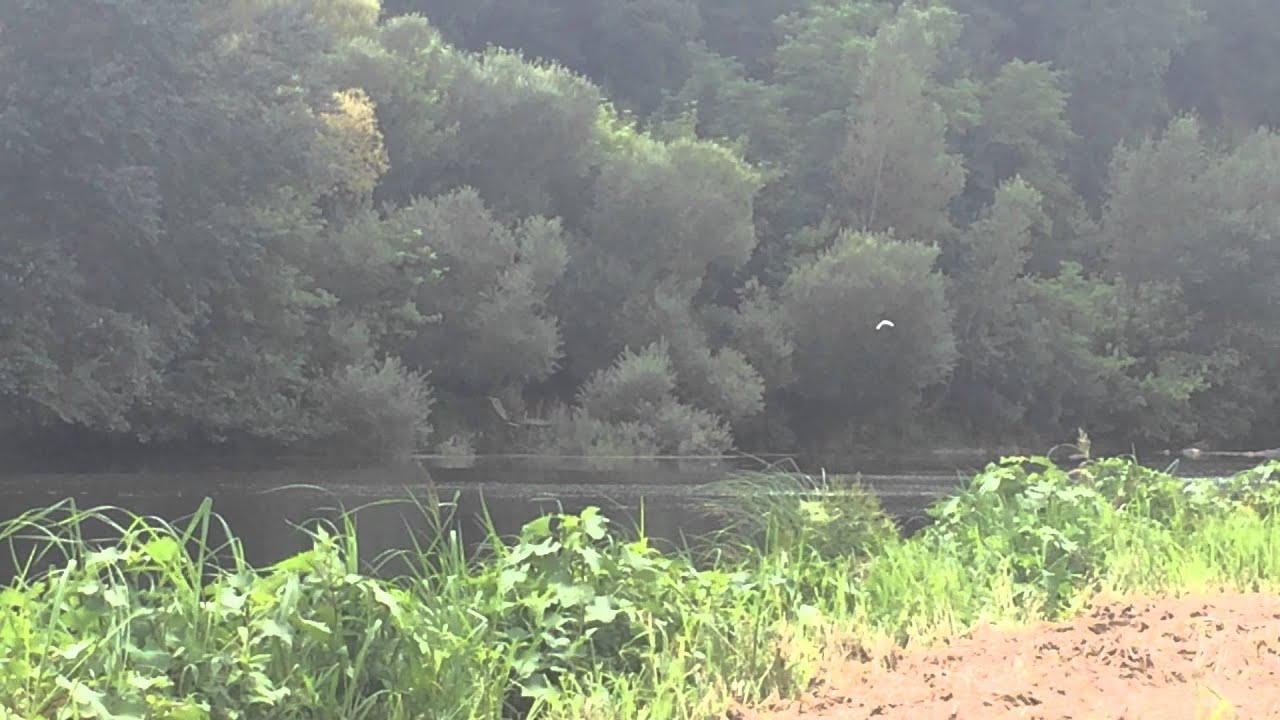 héron à SaintAulaye 24230 Saint Antoine de Breuilh YouTube