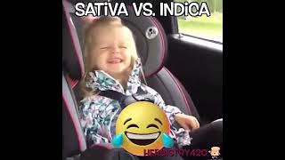 Sativa Vs. Indica – Cannabis Short #shorts