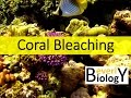 Coral Reefs and Climate Change