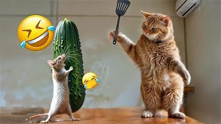New Funny Animals 2024  Funniest Dogs and Cats
