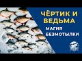 Безмотылка. Чёртик и Ведьма магия безмотылки.