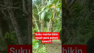 Download Lagu suku mente bikin p4ra petani resah#sukumente#viralvideo MP3 Download Lagu suku mente bikin p4ra petani resah#sukumente#viralvideo MP3