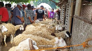 PETAMA DI PASAR NGADIRJO TERNYATA BANYAK DOMBA JUMBO JUMBO