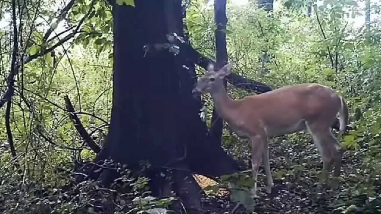 Wie pupsen Tiere? Ein tierisches Pupslied für Kinder.