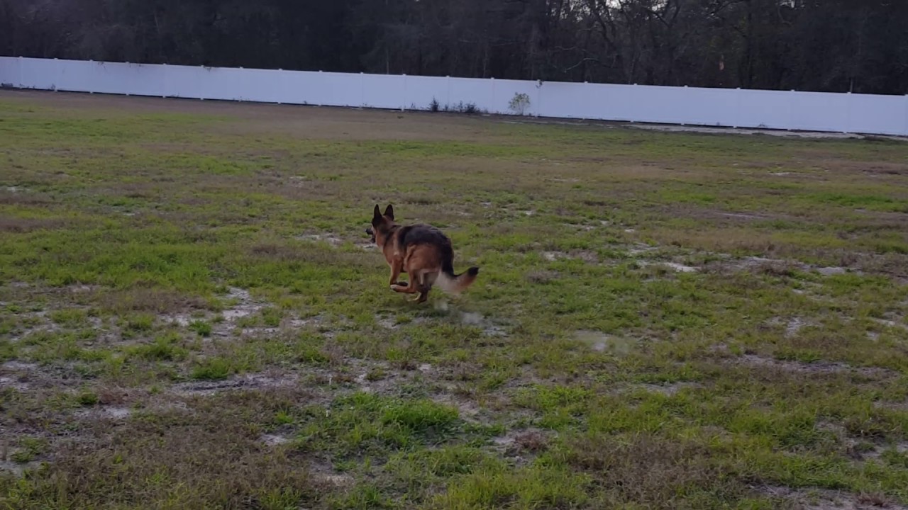 Safe, Fun & Interactive Dog Boarding for your Dog in Spring Hill YouTube