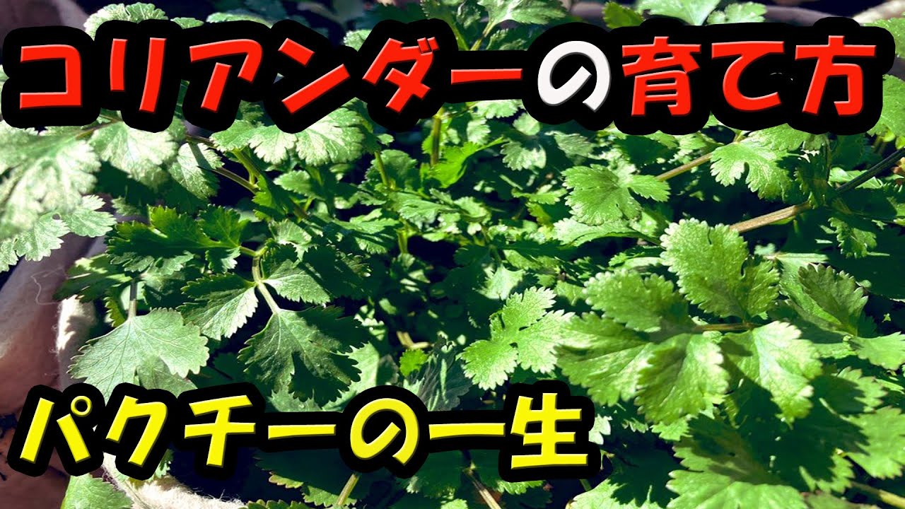 コリアンダーの育て方 種まき 植替え 収穫 種取り Youtube