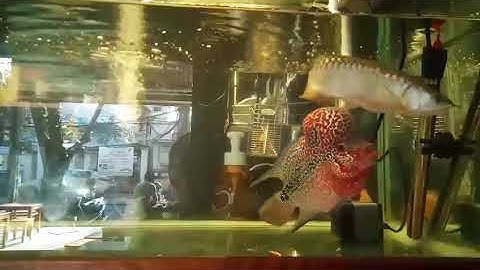 Cá la hán nuôi chung cá rồng