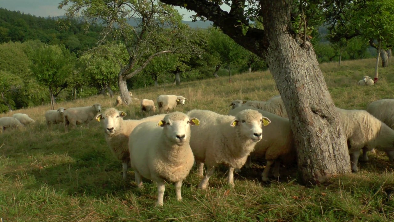 Bílé Karpaty, tajuplný svět